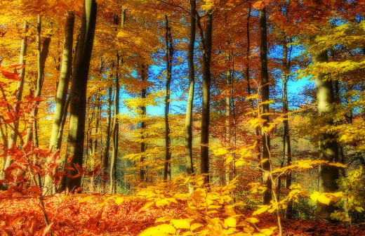 627885 (a): :2000x1292
